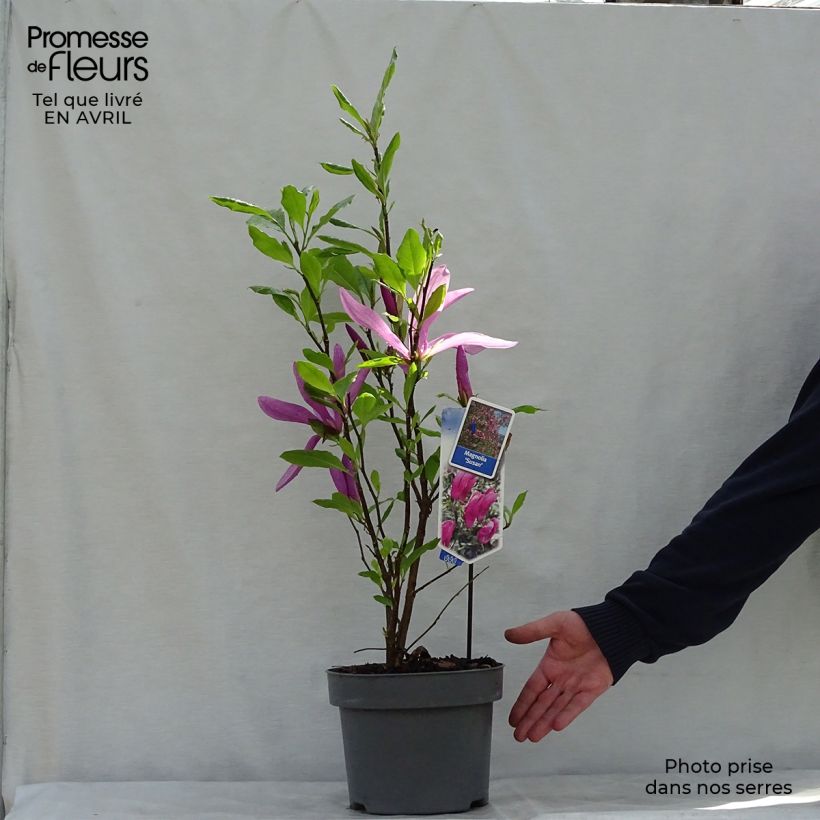 Example of Magnolia Susan Vaso da 3L/4L as you get in printemps