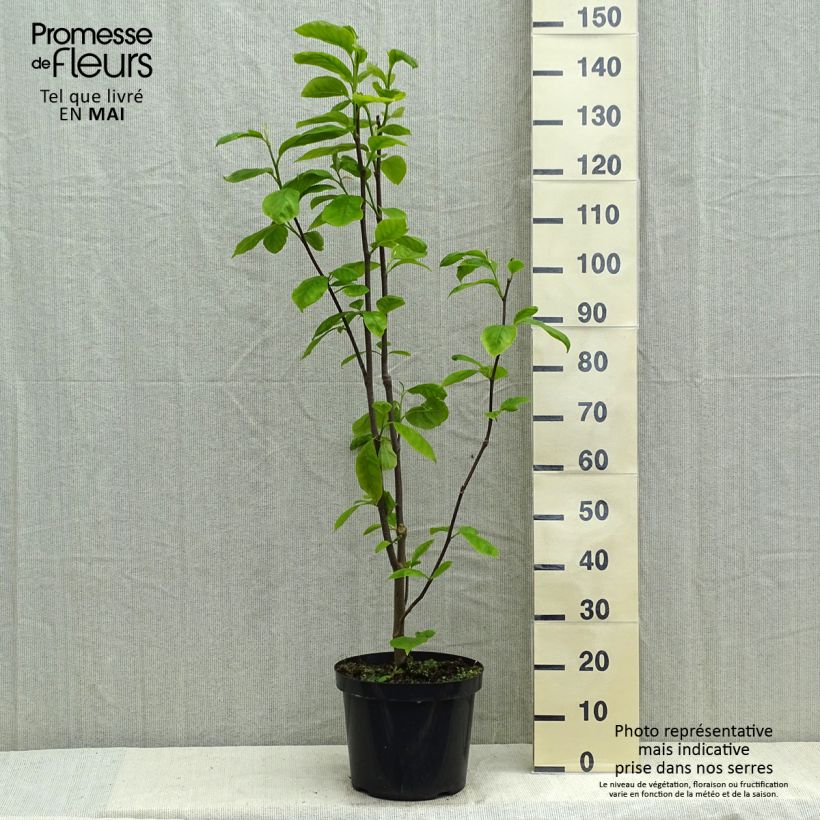 Magnolia Yellow Lantern Vaso da 6L/7L esemplare consegnato in primavera