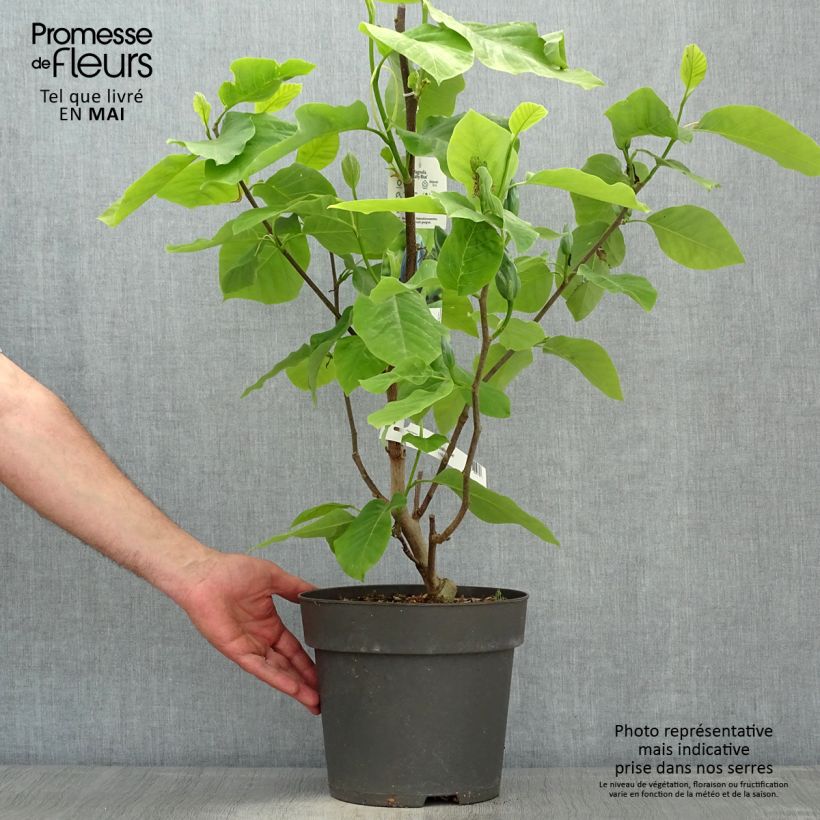 Magnolia acuminata Blue Baby Vaso da 6L/7L esemplare consegnato in primavera
