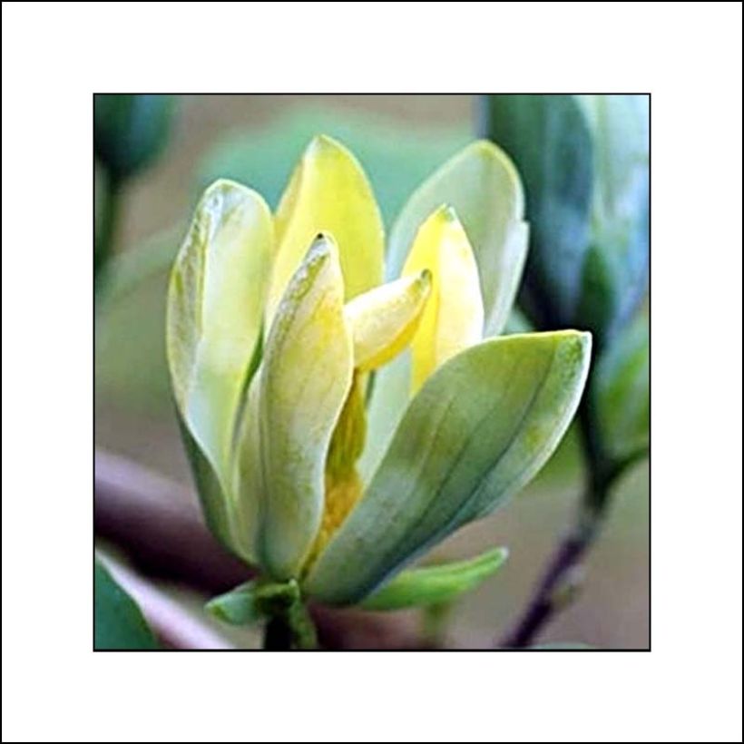 Magnolia acuminata Blue Opal (Flowering)