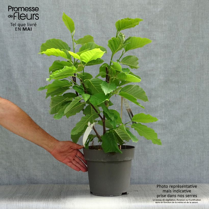 Example of Magnolia acuminata Blue Opal Vaso da 7,5L/10L as you get in printemps