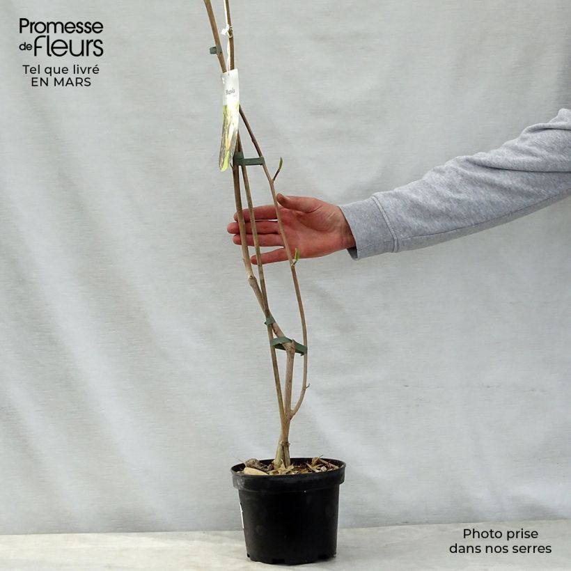 Magnolia Eva Maria Vaso da 2L/3L esemplare consegnato in primavera