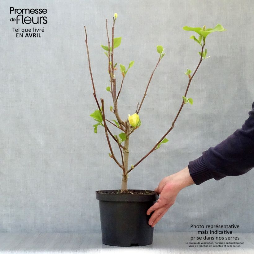 Example of Magnolia Yellow Bird Vaso da 3L/4L as you get in printemps