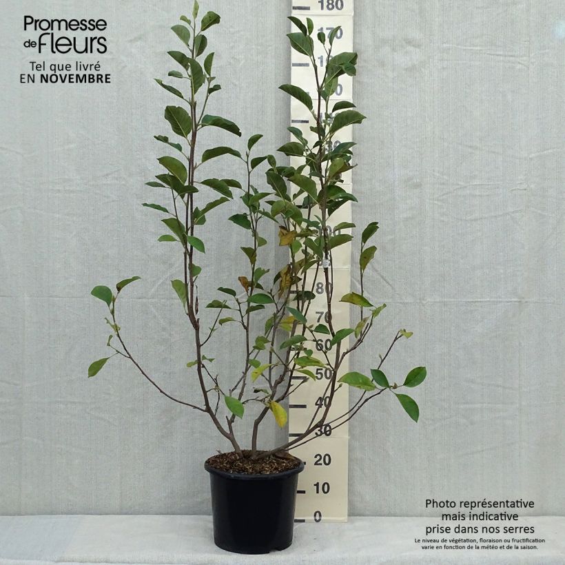 Esemplare di Magnolia denudata Festirose Pot de 7,5L/10L come consegnato in autunno