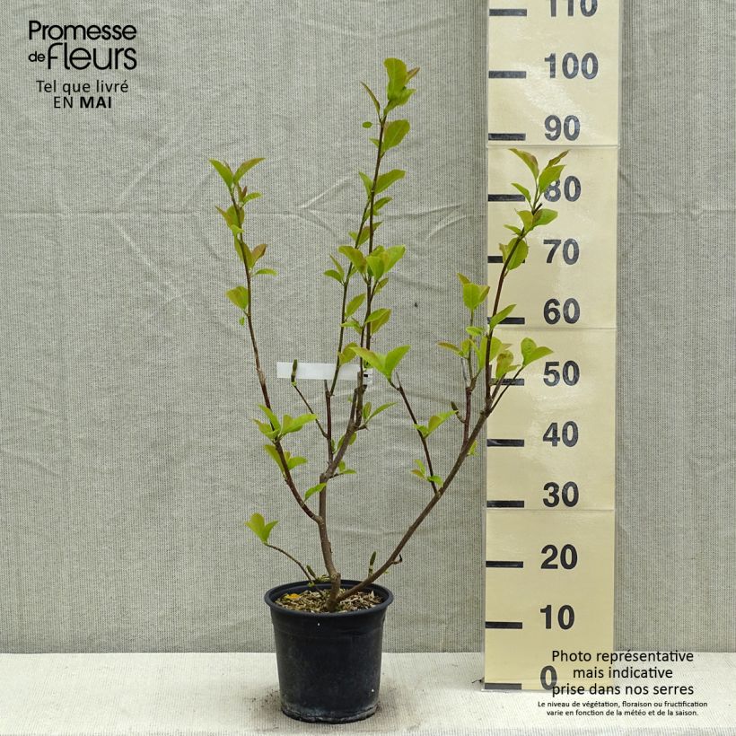 Magnolia denudata Festirose Vaso da 4L/5L esemplare consegnato in primavera