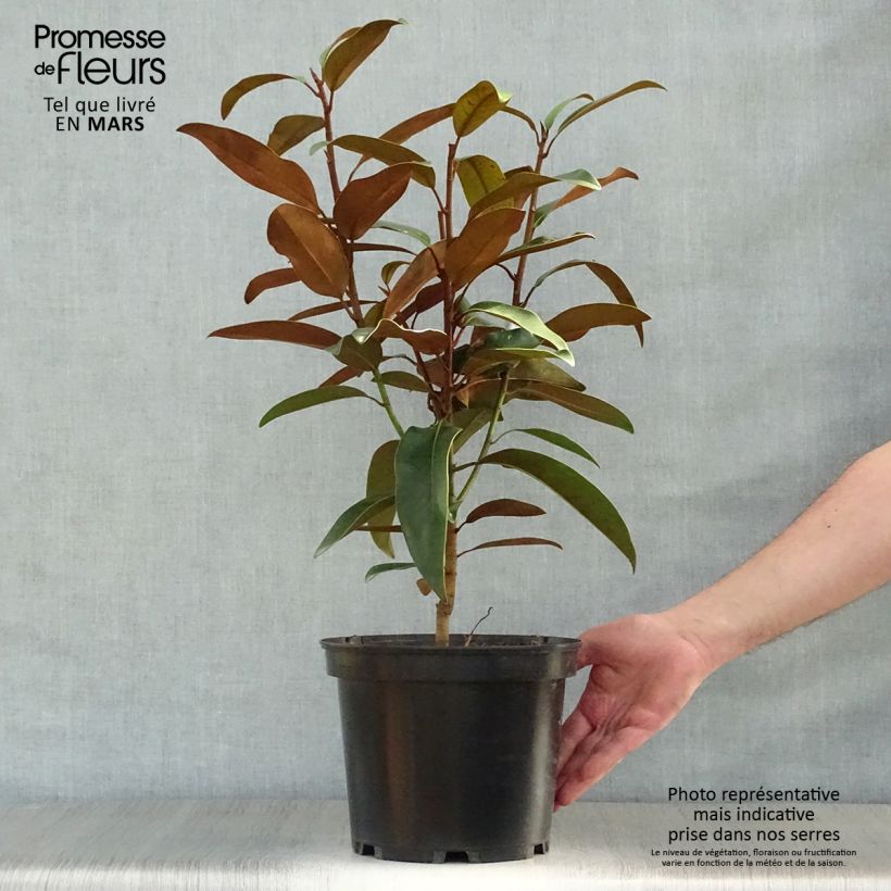 Example of Magnolia grandiflora Alta Vaso da 4L/5L as you get in printemps