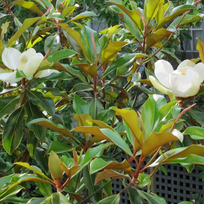 Magnolia grandiflora Bracken's Brown Beauty (Foliage)