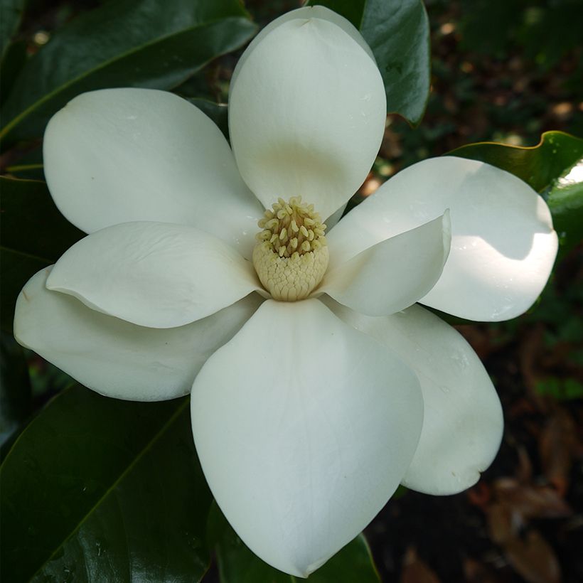 Magnolia grandiflora Bracken's Brown Beauty (Flowering)