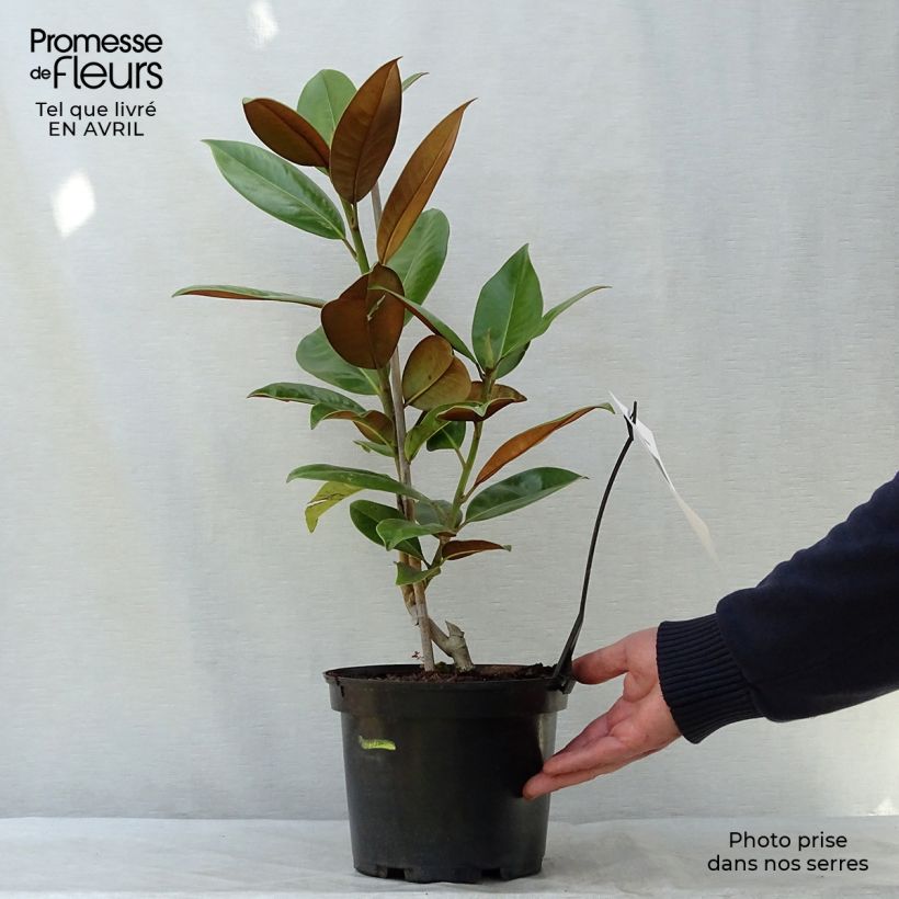 Magnolia grandiflora Galissoniere Vaso da 4L/5L esemplare consegnato in primavera