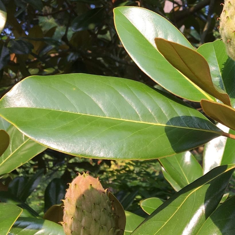 Magnolia grandiflora Purpan (Fogliame)