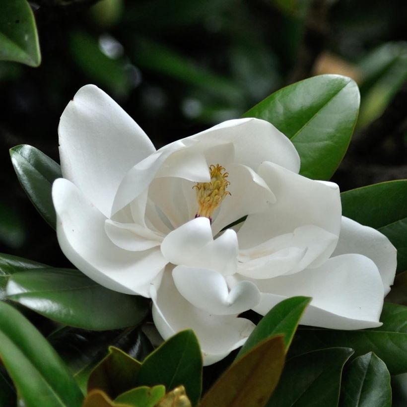 Magnolia grandiflora Purpan (Fioritura)