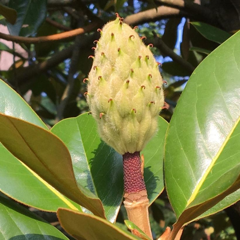 Magnolia grandiflora Purpan (Raccolta)