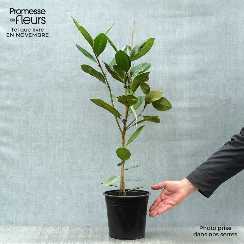 Esemplare di Magnolia grandiflora Treyve Vaso da 4L/5L, Astone alto come consegnato in autunno