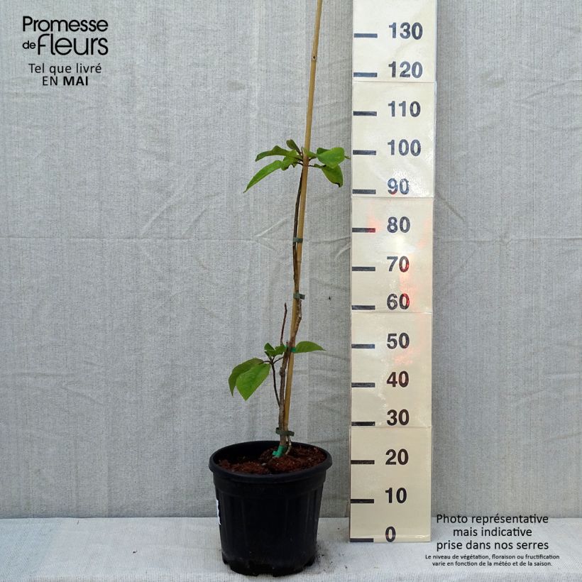 Example of Magnolia hypoleuca Vaso da 4L/5L as you get in printemps