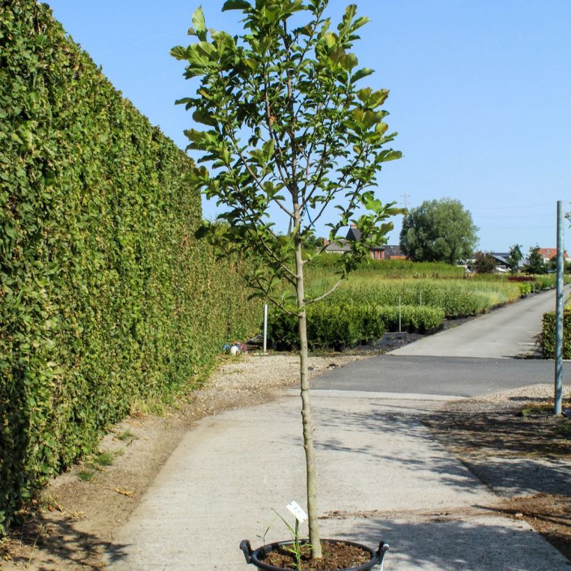Example of Magnolia kobus Vaso da 50L/55L, Vaso impalcato alto as you get in printemps
