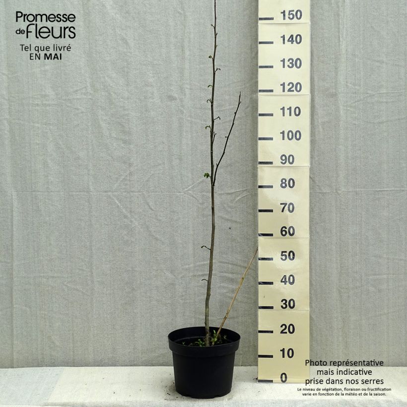 Example of Magnolia kobus Vaso da 4L/5L as you get in printemps