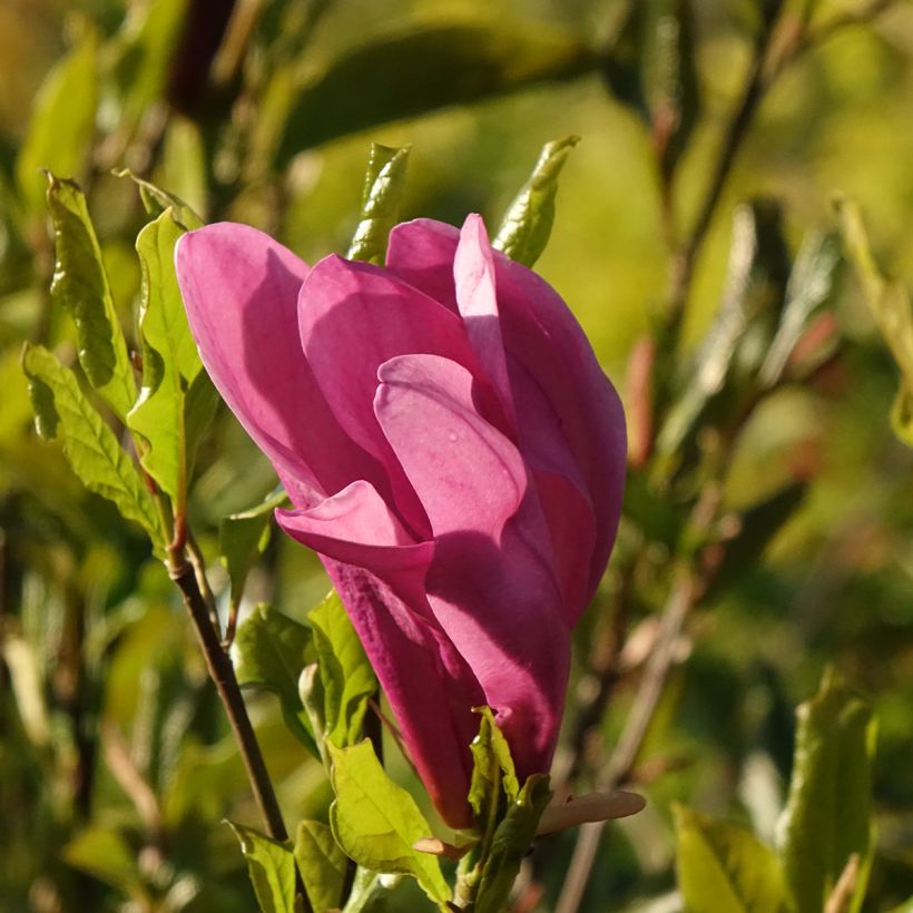 Magnolia liliflora Nigra (Fioritura)