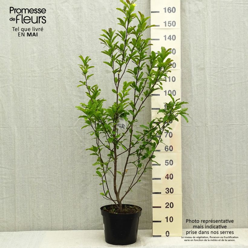 Example of Magnolia Leonard Messel Vaso da 6L/7L as you get in printemps