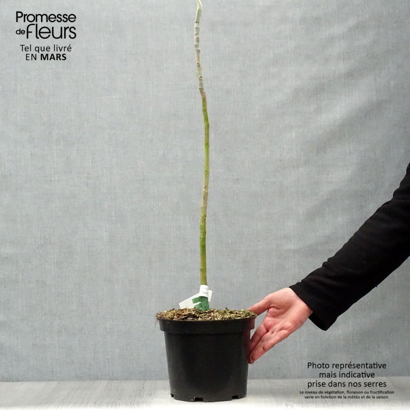 Example of Magnolia macrophylla Vaso da 4L/5L as you get in printemps