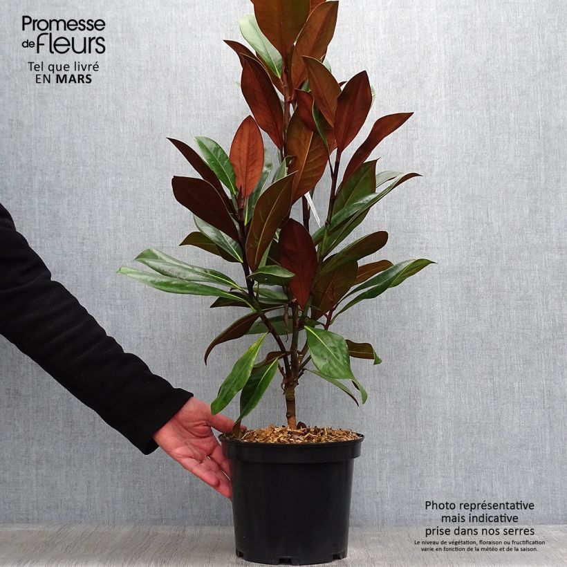 Example of Magnolia grandiflora D.d. blanchard Vaso da 4L/5L as you get in printemps