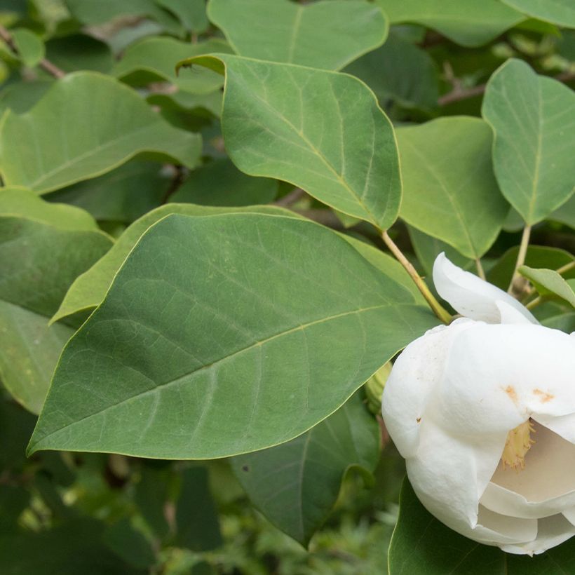 Magnolia sieboldii Colossus (Fogliame)