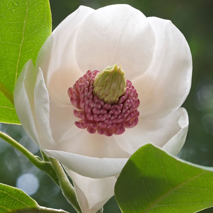 Magnolia sieboldii Colossus (Fioritura)