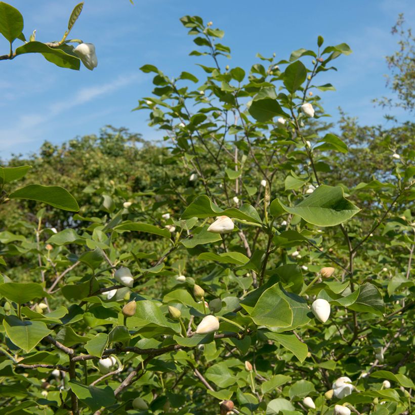 Magnolia sieboldii Colossus (Porto)