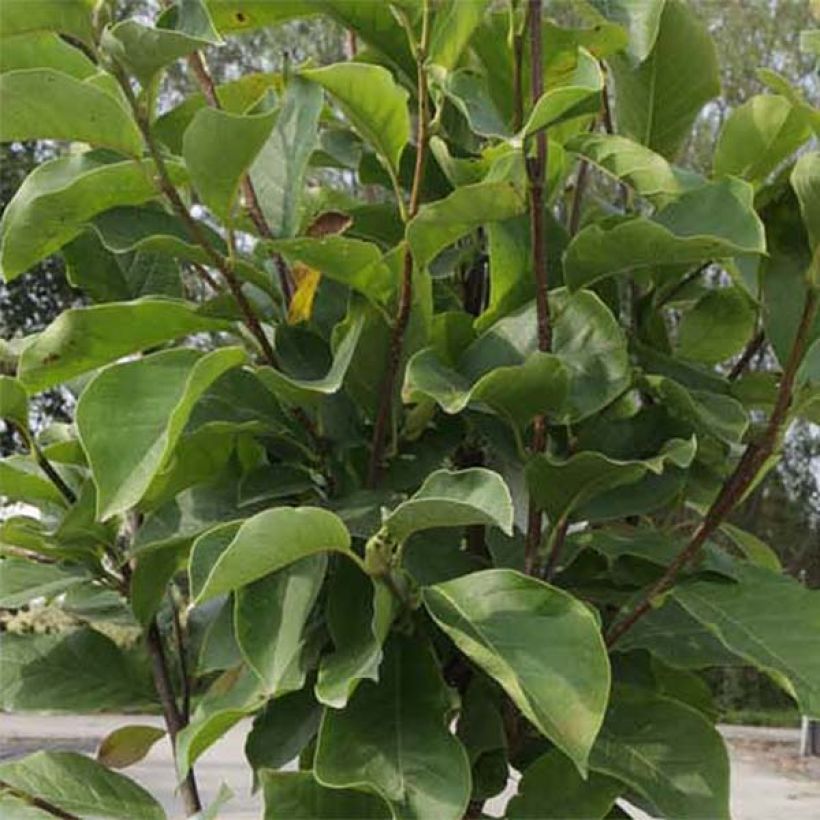 Magnolia soulangeana Alba Superba (Fogliame)