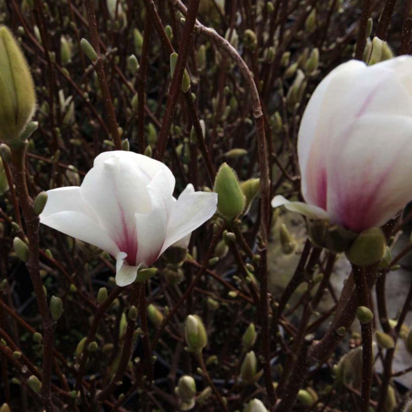 Magnolia soulangeana Alba Superba (Fioritura)