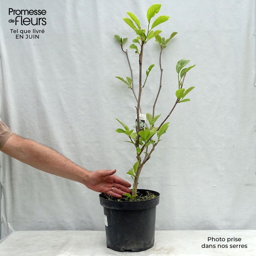 Esemplare di Magnolia soulangeana Alba Superba Vaso da 6L/7L consegnato in estate