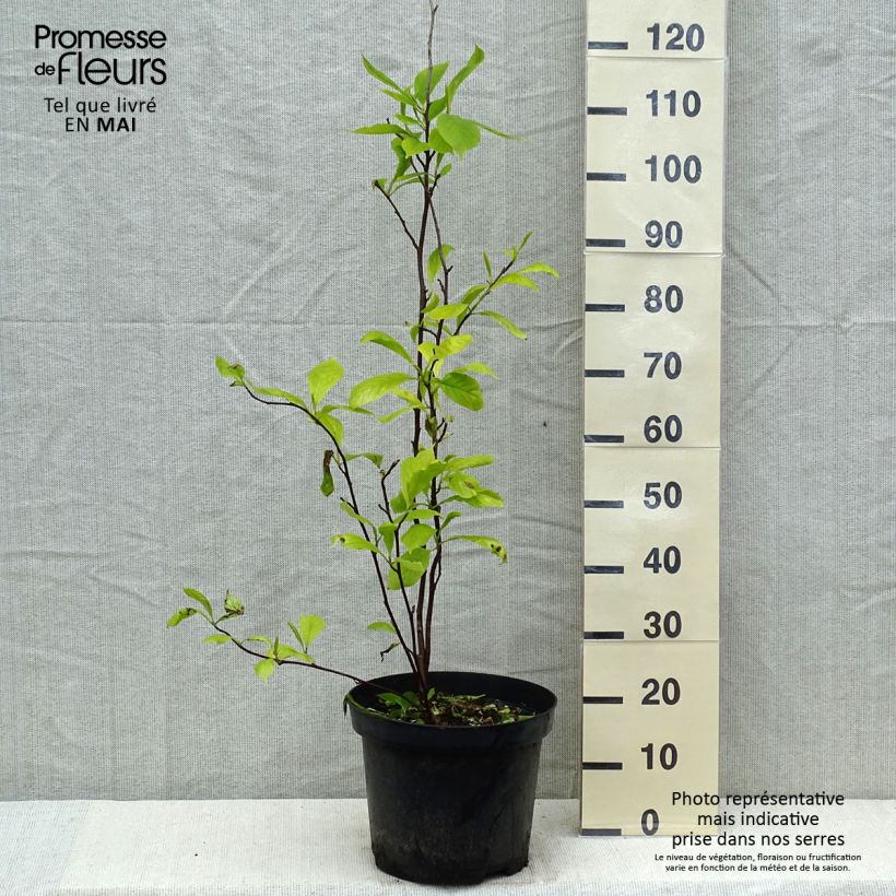 Magnolia soulangeana - Magnolia ibrida Vaso da 7,5L/10L esemplare consegnato in primavera