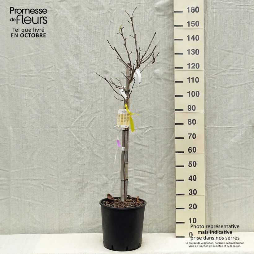 Esemplare di Magnolia stellata Vaso da 18L/20L, Vaso impalcato medio come consegnato in autunno