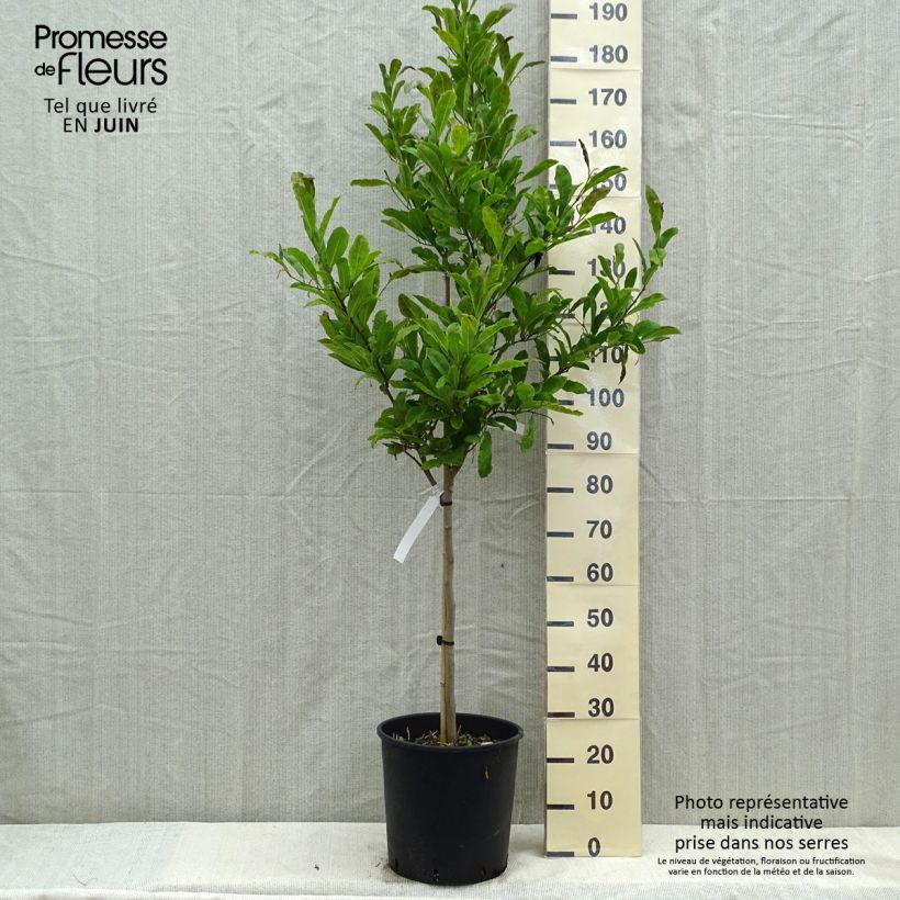 Example of Magnolia stellata Vaso da 18L/20L, Vaso impalcato medio as you get in printemps