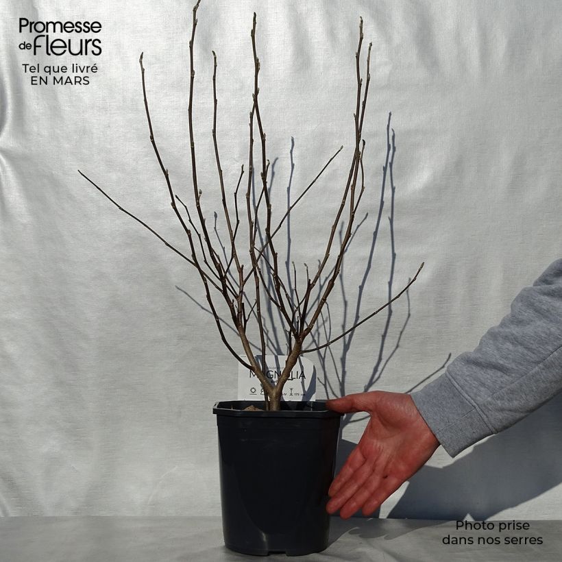 Example of Magnolia stellata Vaso da 2L/3L as you get in printemps