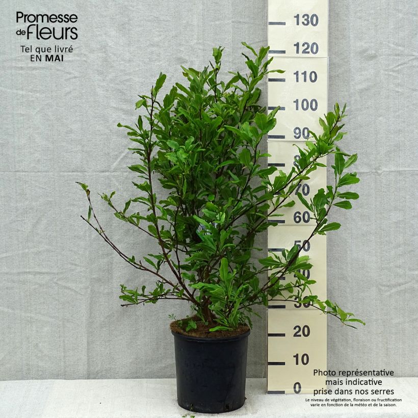 Example of Magnolia stellata Vaso da 7,5L/10L as you get in printemps