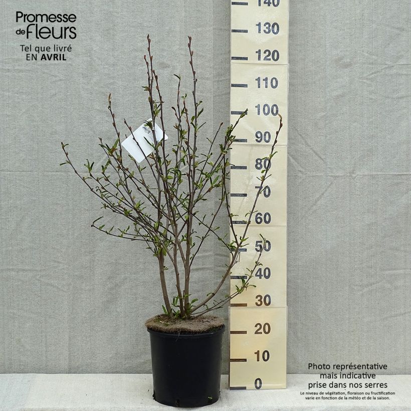 Magnolia stellata Royal Star Vaso da 12L/15L esemplare consegnato in primavera