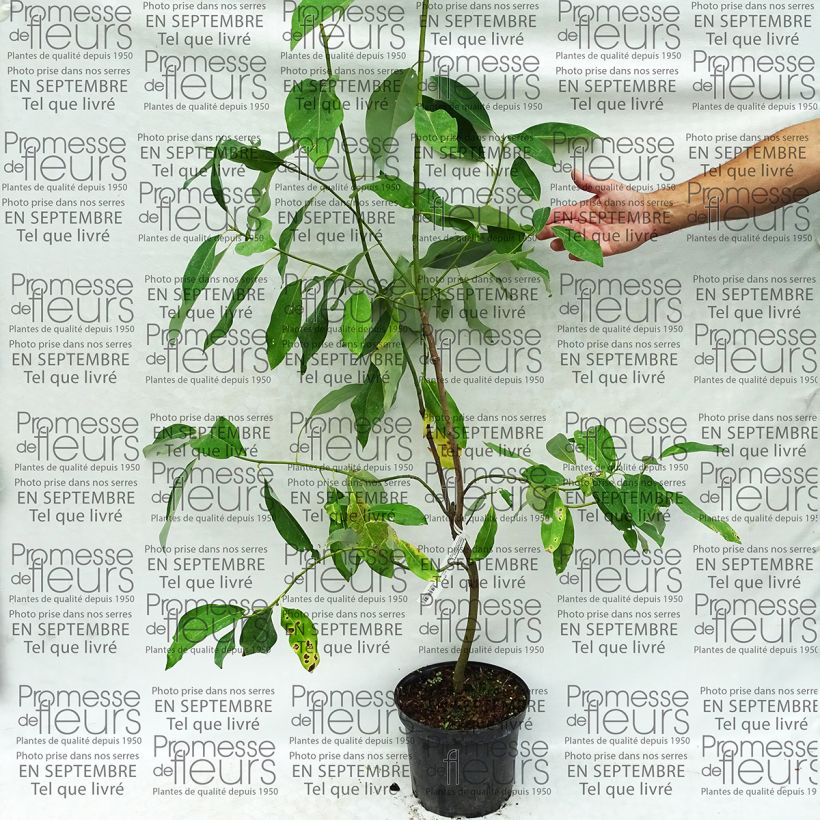 Esempio di esemplare Magnolia virginiana Glauca Vaso da 4L/5L come consegnato