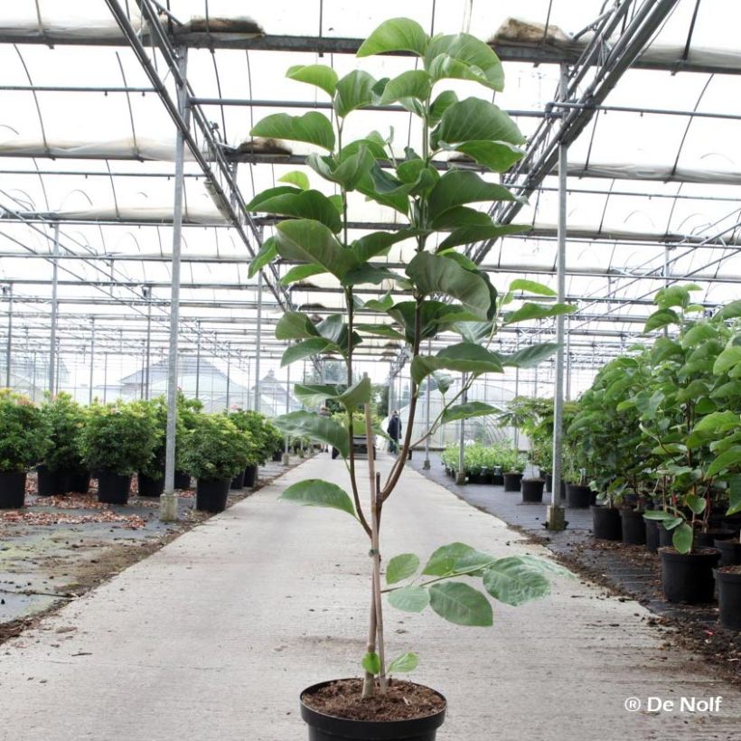 Magnolia Wildcat (Plant habit)