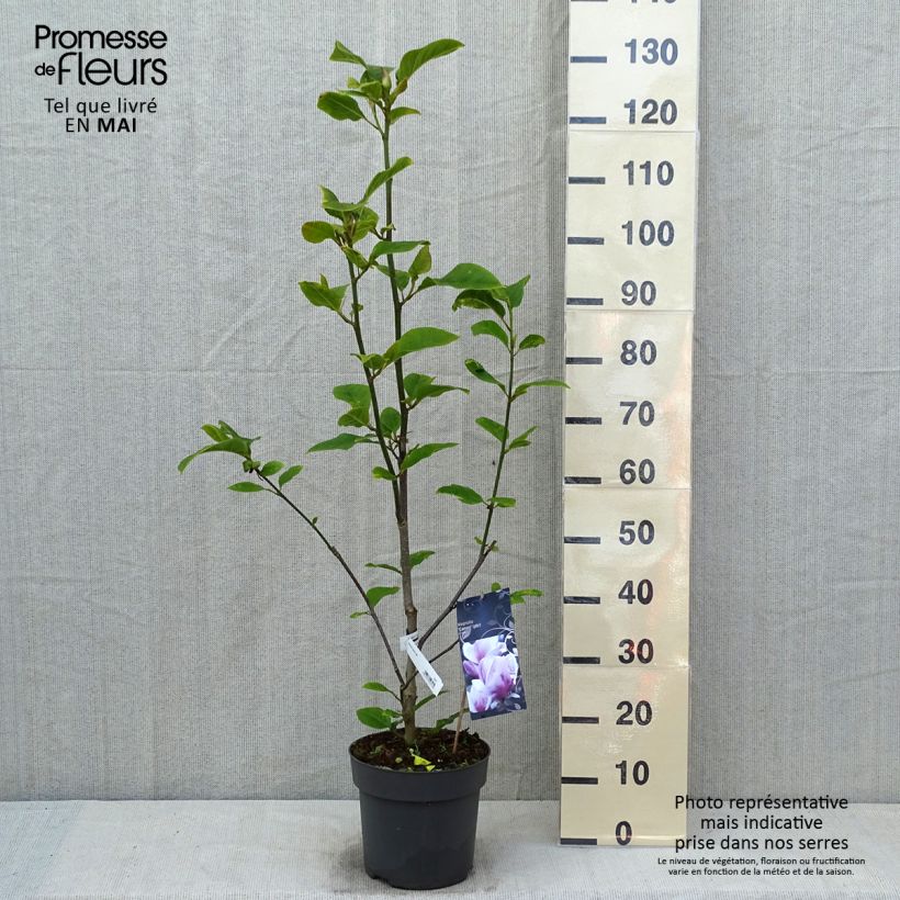 Example of Magnolia soulangeana Cameo Vaso da 4L/5L as you get in printemps