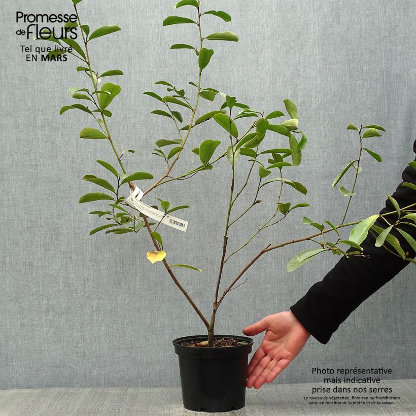 Example of Magnolia yunnanensis Vaso da 3L/4L as you get in printemps