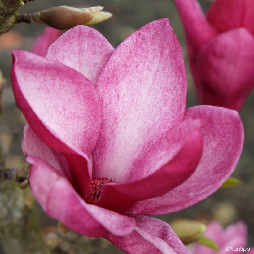 Magnolia innestate Starburst (Fioritura)