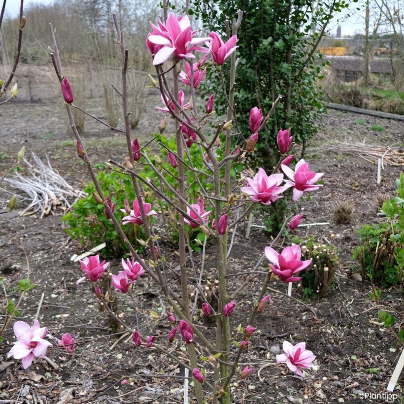Magnolia innestate Starburst (Porto)