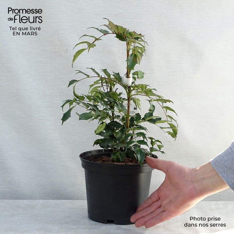 Example of Mahonia nitens Cabaret Vaso da 2L/3L as you get in printemps