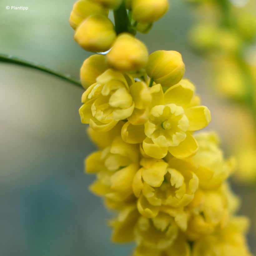 Mahonia Meteor (Fioritura)