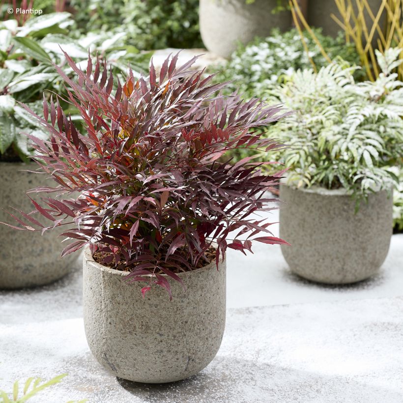 Mahonia Meteor (Porto)