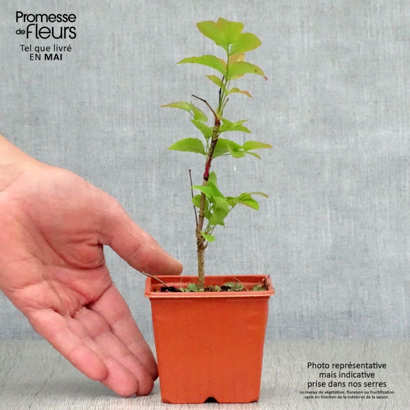 Example of Mahonia aquifolium Vasetto da 8/9 cm as you get in printemps