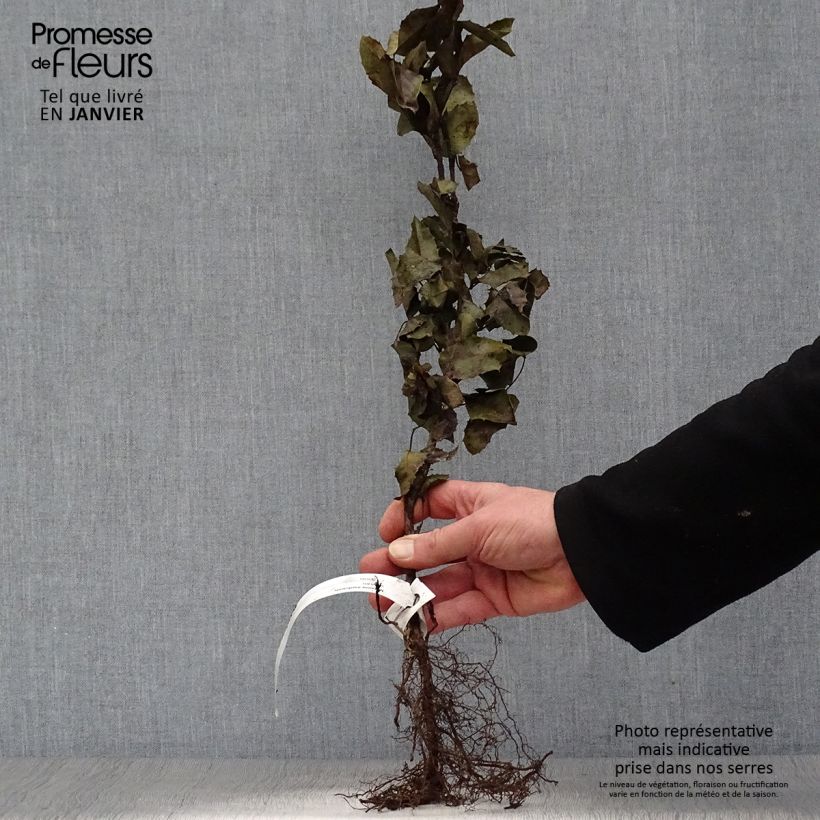 Example of Mahonia aquifolium Piante piccole a radice nuda as you get in hiver