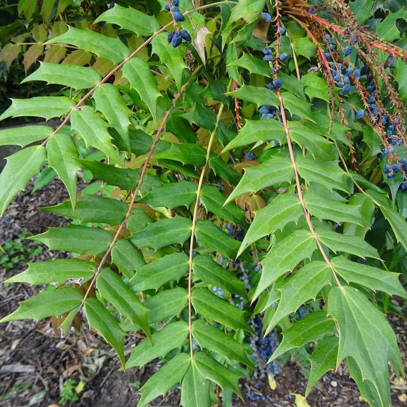 Mahonia bealei - Crespino di Beale (Fogliame)