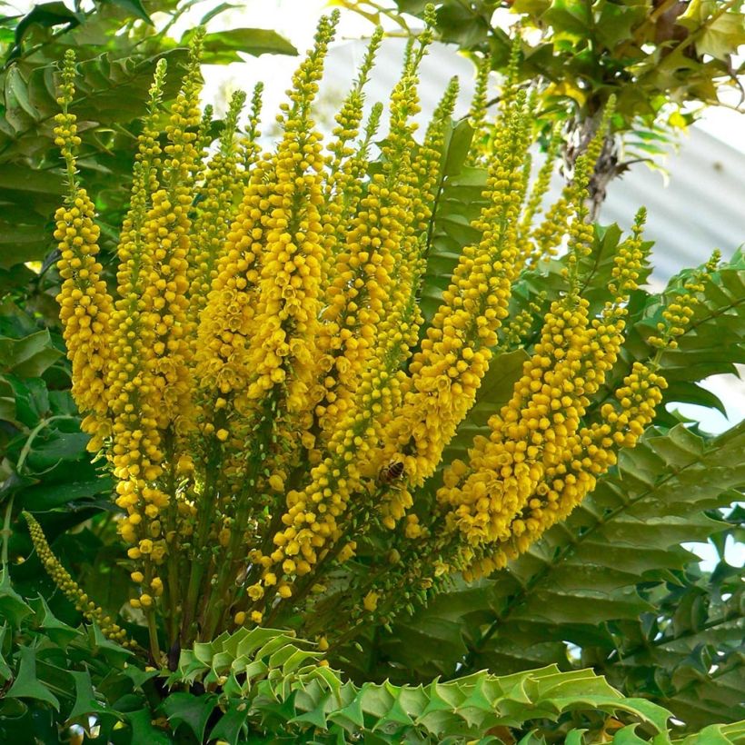 Mahonia bealei - Crespino di Beale (Fioritura)