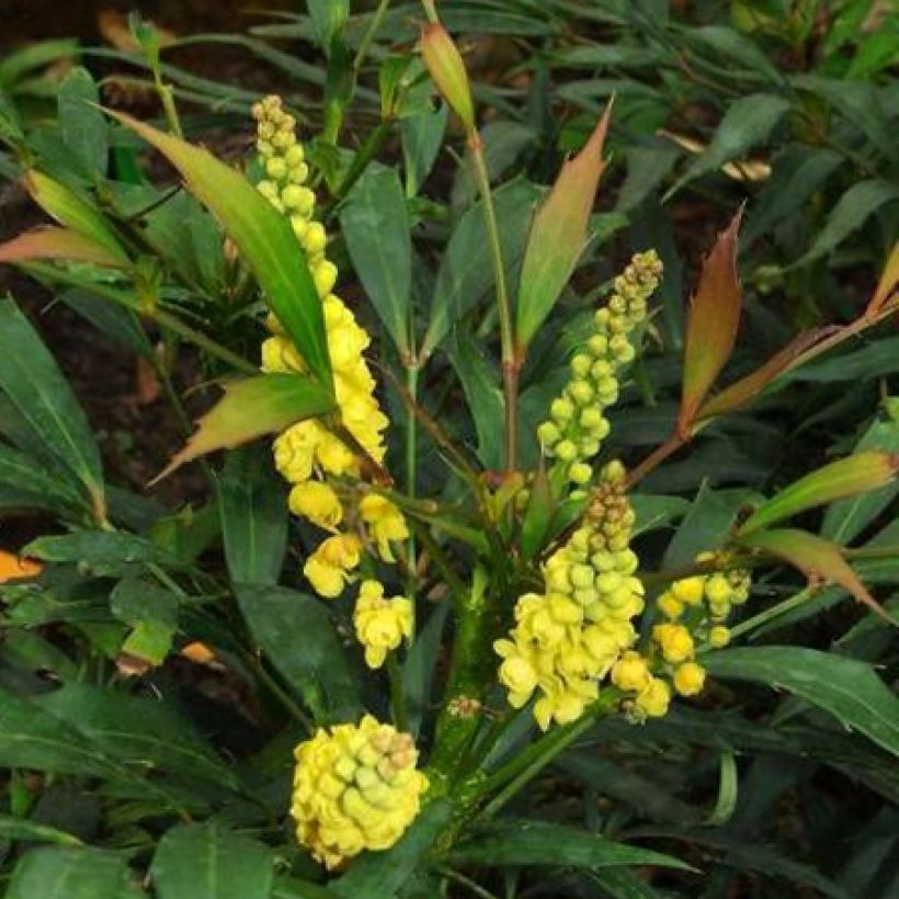 Mahonia eurybracteata Sweet Winter (Flowering)